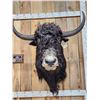 Image 2 : SCI Gold Award Yak Shoulder Mount Taxidermy