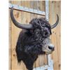 Image 3 : SCI Gold Award Yak Shoulder Mount Taxidermy