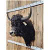 Image 4 : SCI Gold Award Yak Shoulder Mount Taxidermy