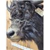 Image 5 : SCI Gold Award Yak Shoulder Mount Taxidermy
