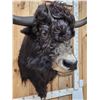 Image 6 : SCI Gold Award Yak Shoulder Mount Taxidermy