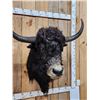 Image 8 : SCI Gold Award Yak Shoulder Mount Taxidermy