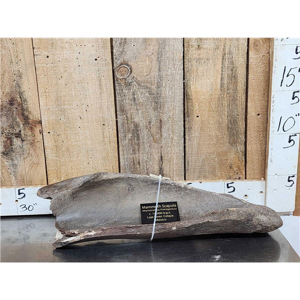 Ancient Woolly Mammoth Scapula Bone