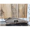 Image 1 : Ancient Woolly Mammoth Scapula Bone