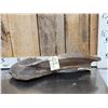 Image 3 : Ancient Woolly Mammoth Scapula Bone