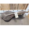 Image 4 : Ancient Woolly Mammoth Scapula Bone