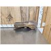 Image 5 : Ancient Woolly Mammoth Scapula Bone