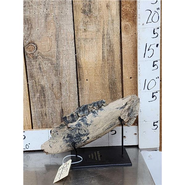 Woolly Rhinoceros Jaw Section Fossilized Fossil