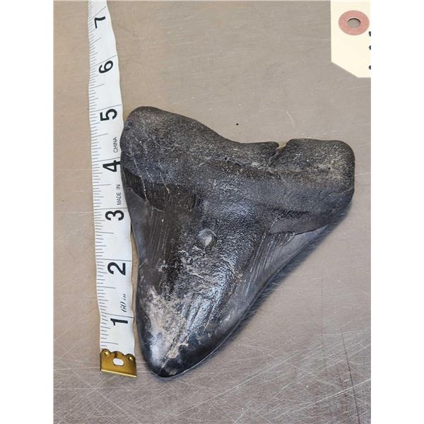 Giant Megalodon Shark Tooth Fossilized Fossil