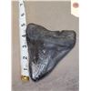 Image 1 : Giant Megalodon Shark Tooth Fossilized Fossil