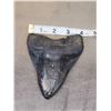 Image 2 : Giant Megalodon Shark Tooth Fossilized Fossil