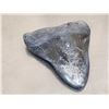 Image 3 : Giant Megalodon Shark Tooth Fossilized Fossil