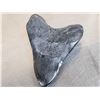 Image 4 : Giant Megalodon Shark Tooth Fossilized Fossil