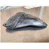 Image 6 : Giant Megalodon Shark Tooth Fossilized Fossil