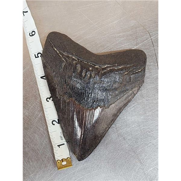 Giant Megalodon Tooth Fossil