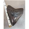 Image 1 : Giant Megalodon Tooth Fossil