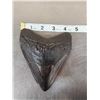Image 2 : Giant Megalodon Tooth Fossil