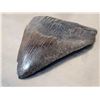 Image 3 : Giant Megalodon Tooth Fossil