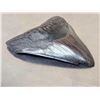 Image 4 : Giant Megalodon Tooth Fossil