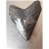 Image 5 : Giant Megalodon Tooth Fossil
