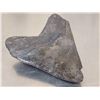 Image 6 : Giant Megalodon Tooth Fossil