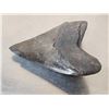 Image 7 : Giant Megalodon Tooth Fossil