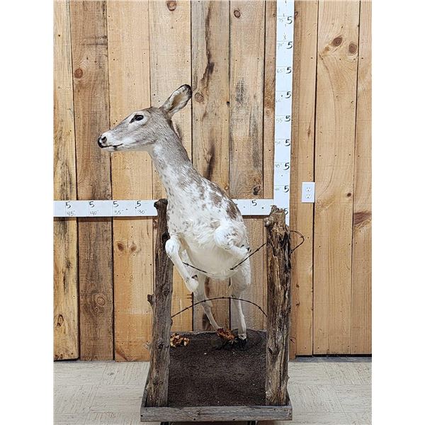Piebald Whitetail Doe Jumping A Fence Full Body Taxidermy Mount