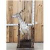Image 1 : Piebald Whitetail Doe Jumping A Fence Full Body Taxidermy Mount