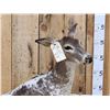 Image 3 : Piebald Whitetail Doe Jumping A Fence Full Body Taxidermy Mount
