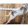 Image 4 : Piebald Whitetail Doe Jumping A Fence Full Body Taxidermy Mount