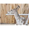 Image 5 : Piebald Whitetail Doe Jumping A Fence Full Body Taxidermy Mount