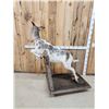 Image 7 : Piebald Whitetail Doe Jumping A Fence Full Body Taxidermy Mount