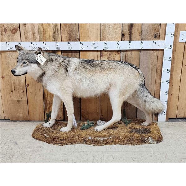 NICE Alaskan Wolf Full Body Taxidermy Mount