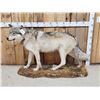 Image 1 : NICE Alaskan Wolf Full Body Taxidermy Mount