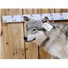 Image 2 : NICE Alaskan Wolf Full Body Taxidermy Mount