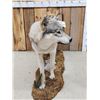 Image 3 : NICE Alaskan Wolf Full Body Taxidermy Mount