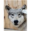 Image 4 : NICE Alaskan Wolf Full Body Taxidermy Mount
