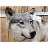 Image 5 : NICE Alaskan Wolf Full Body Taxidermy Mount