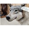 Image 6 : NICE Alaskan Wolf Full Body Taxidermy Mount
