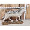 Image 7 : NICE Alaskan Wolf Full Body Taxidermy Mount