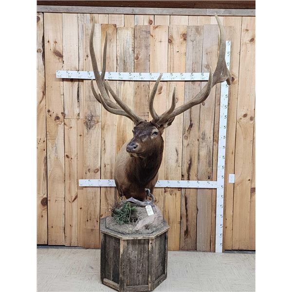 Gorgeous Elk Pedestal Taxidermy Mount