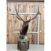 Image 1 : Gorgeous Elk Pedestal Taxidermy Mount