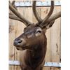 Image 2 : Gorgeous Elk Pedestal Taxidermy Mount