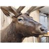Image 3 : Gorgeous Elk Pedestal Taxidermy Mount