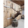 Image 4 : Gorgeous Elk Pedestal Taxidermy Mount