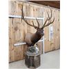 Image 5 : Gorgeous Elk Pedestal Taxidermy Mount