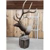 Image 6 : Gorgeous Elk Pedestal Taxidermy Mount