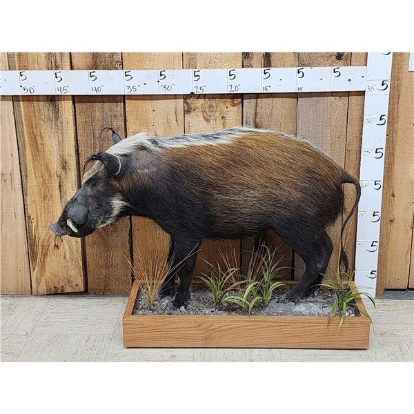 African Bush Pig Full Body Taxidermy Mount