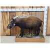 Image 1 : African Bush Pig Full Body Taxidermy Mount