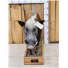 Image 2 : African Bush Pig Full Body Taxidermy Mount